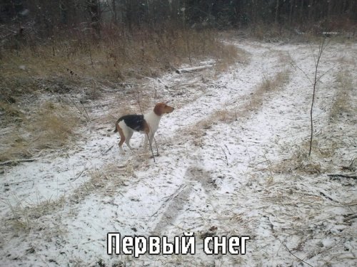 первый снег