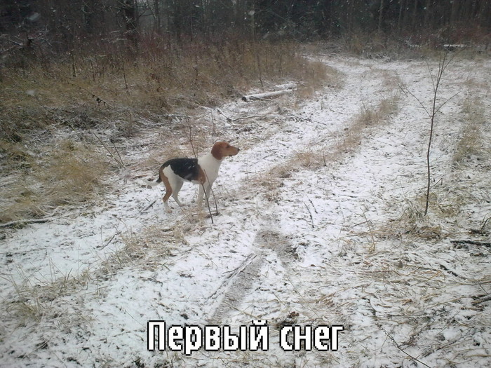 первый снег