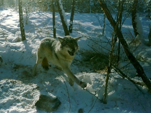 в петле