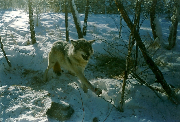 в петле