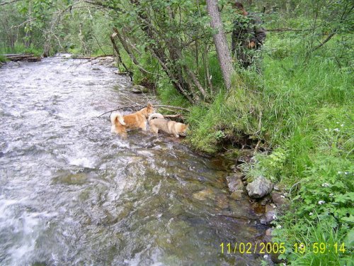 Водолазы норку нашли, но не сезон 