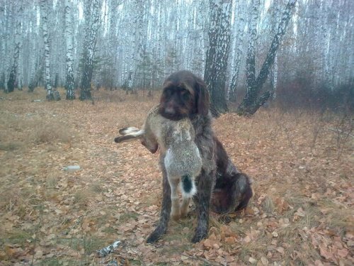 Попался...косой:))