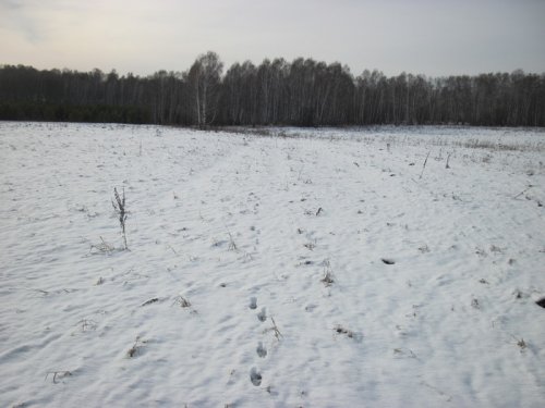Первый гонный в этом сезоне , по снегу.....