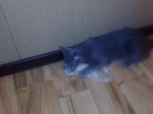 звереныш