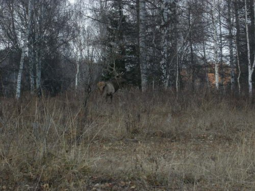 Благородный