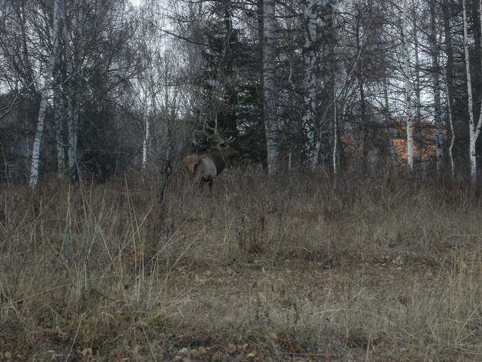 Благородный