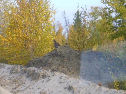 копылухи. 