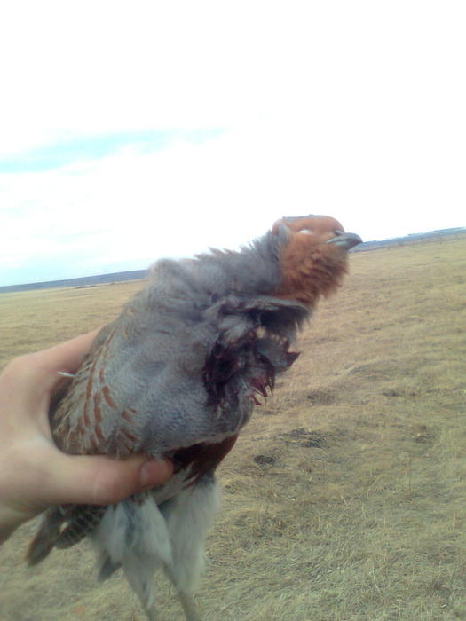 красавец
