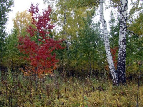 Первые краски охотничьей поры