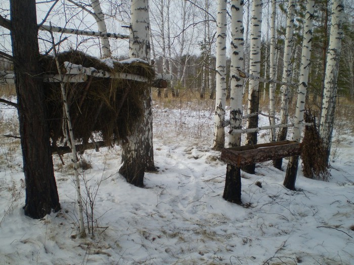 Подкормочная площадка.Мошковский РООиР.