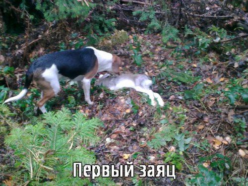 первый заяц