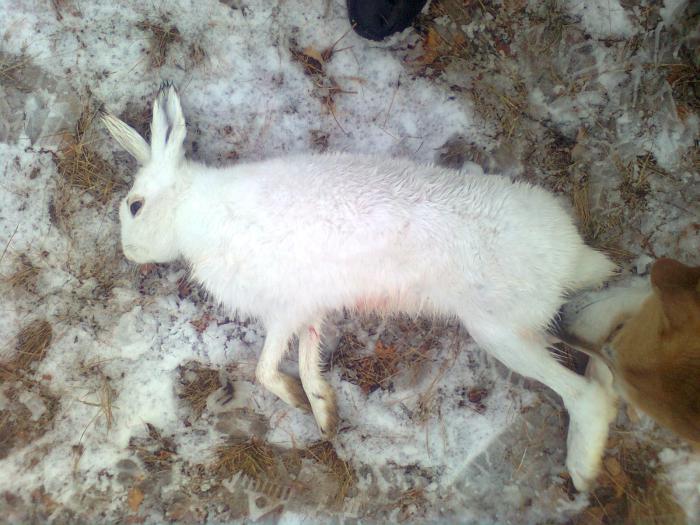 Добыт сегодня из под собаки(гончак) был ранен но позже догнала собака.