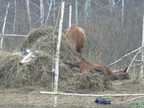 после утреней охоты... 