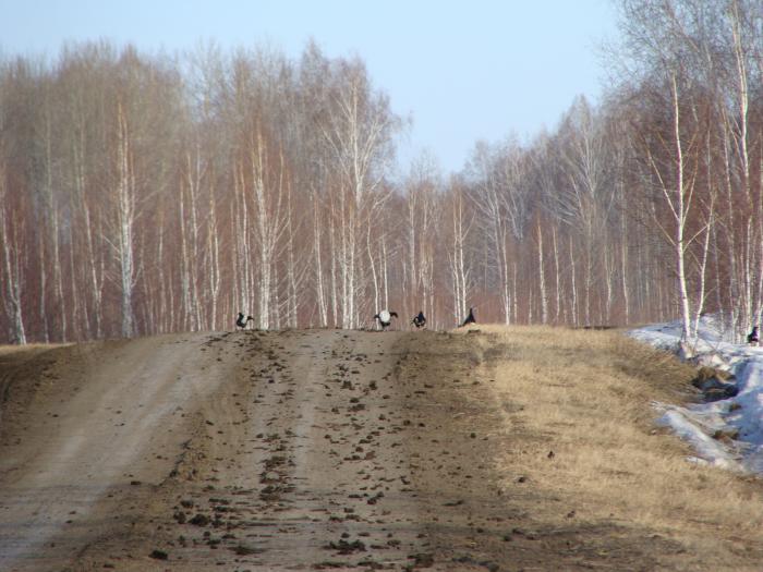 Приятно когда дичь не пуганная.....