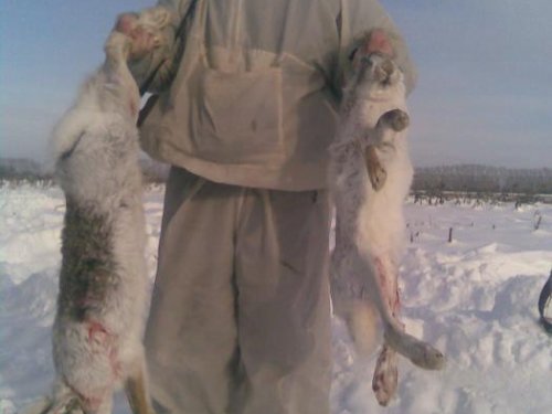 попались косые