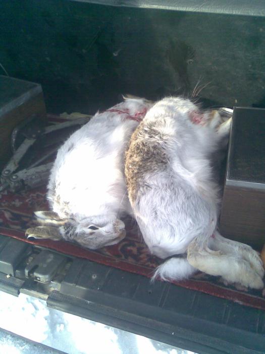русачки