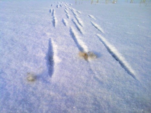  Опять камышовые.