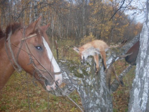 борьба с бешенством.. 