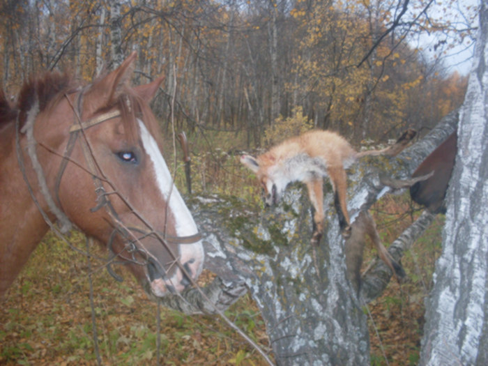 борьба с бешенством.. 