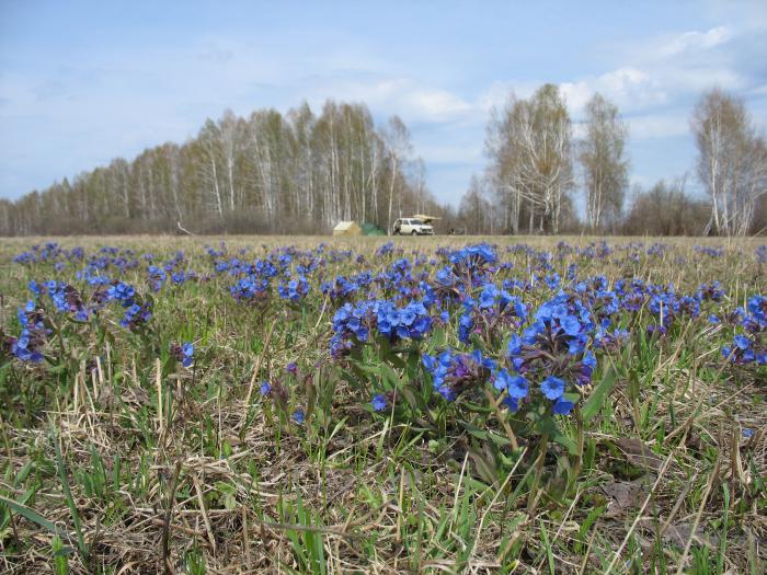 весна 2007 года