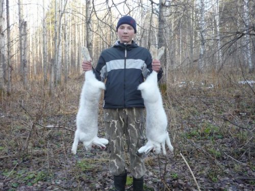 зайчики