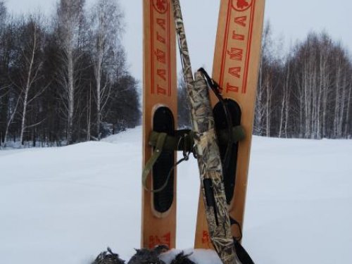 Насвистел в лесу