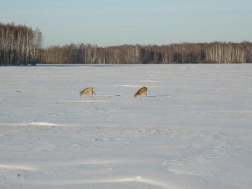 гуляют