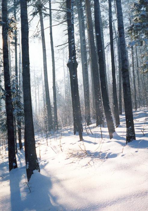 Зимний лес