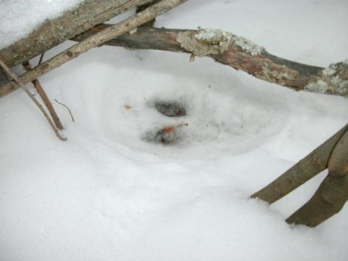 Лежка белячка,