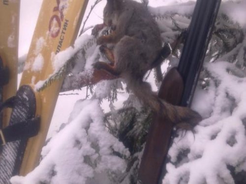 белка