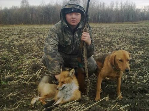 моя первая лиса