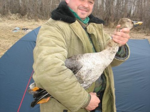 Паниковский бросьте гуся!