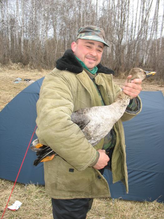 Паниковский бросьте гуся!