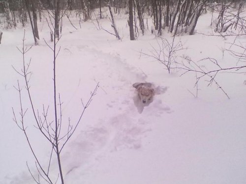 "Подснежная охота"..........