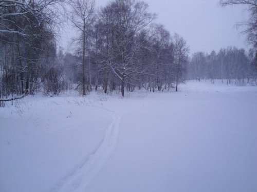 Единственный след в лесу
