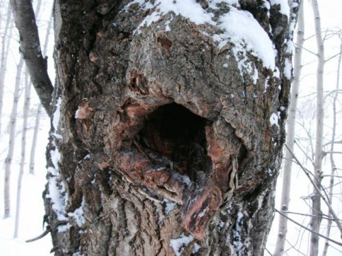 А тут пчелы зимуют!
