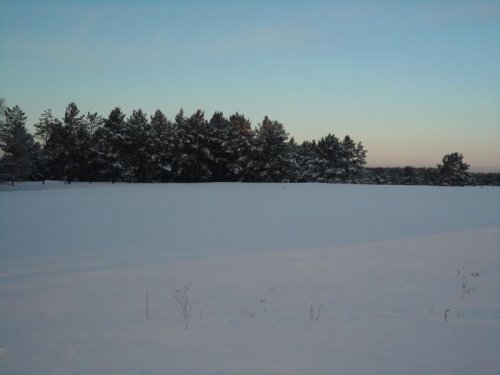 сосёнки