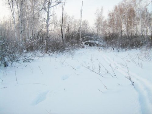 * След "большого зайца"  *