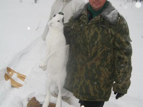 после загона