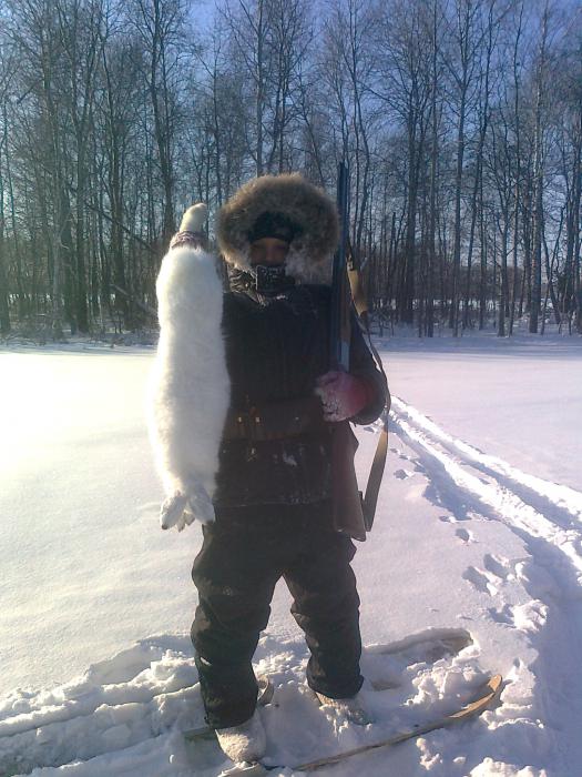 беляк