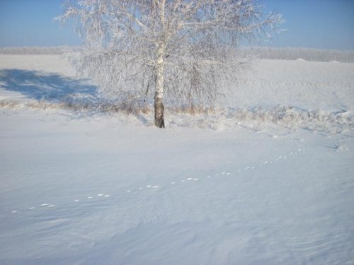 Под берёзкой и лежал...