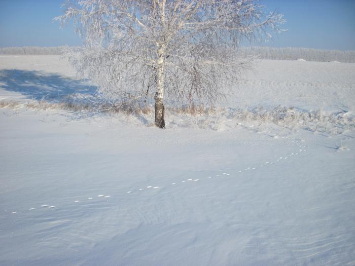 Под берёзкой и лежал...