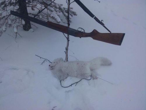 искал рыжого нашол белого