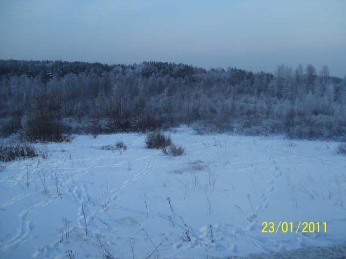 Лосики набродили.