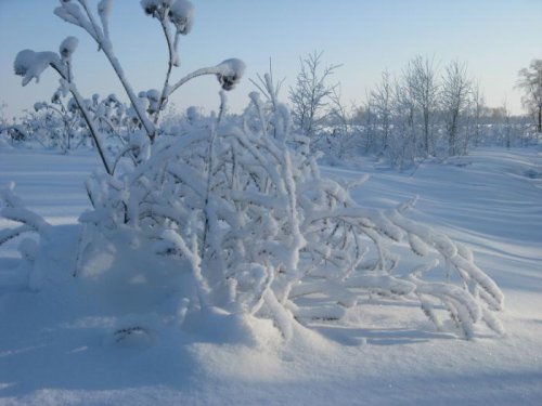 Зимние утро  на Природе.