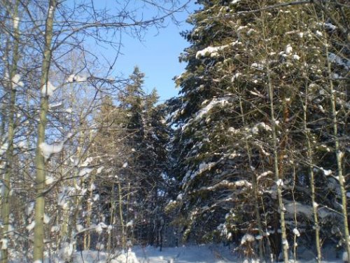 Зимний лес