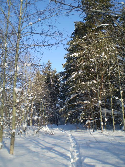 Зимний лес