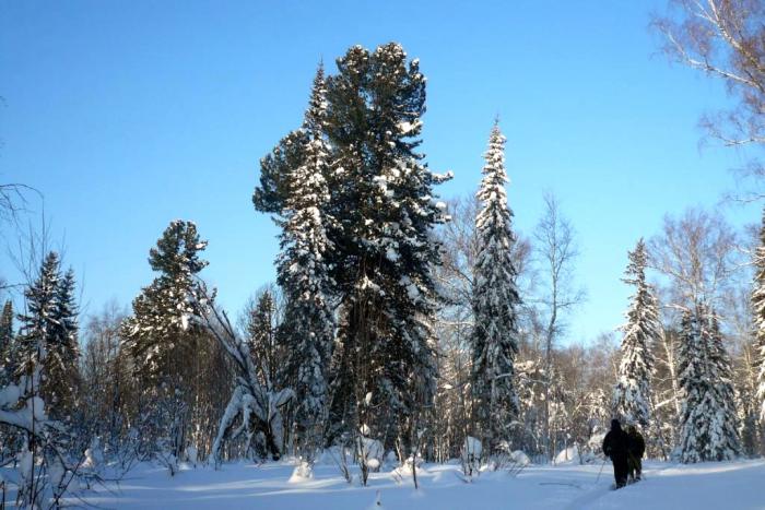 Кедр.