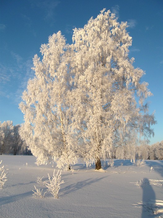 Две сестры.
