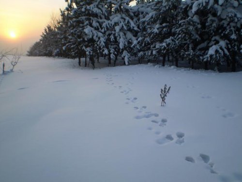 Ушел косой